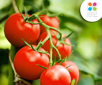 Tomate Tomate